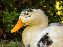 Fotowalk - Bodensdorf - Carinthia Austria